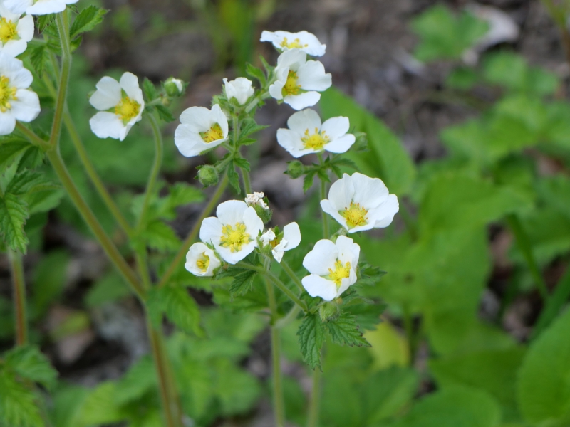 シロバナロウゲ(Drymocallis rupestris (L.) Soják)