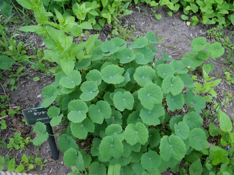 タツタソウ(Plagiorhegma dubium Maxim.)