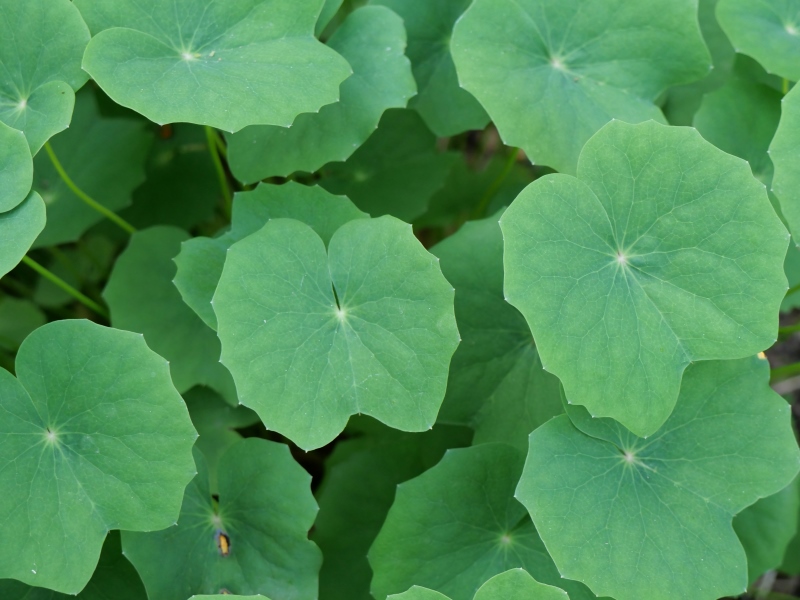 タツタソウ(Plagiorhegma dubium Maxim.)