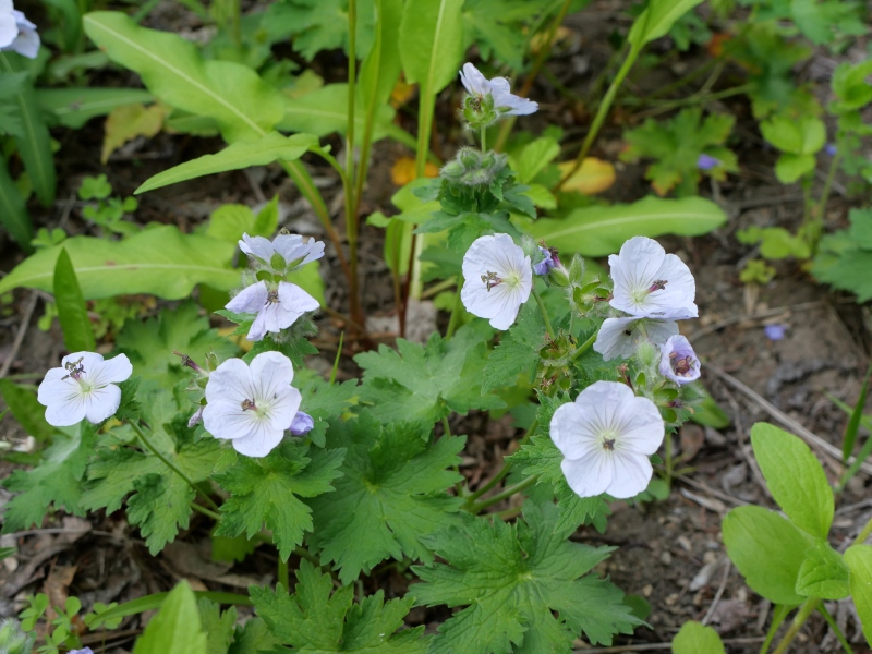 チシマフウロ(Geranium erianthum)