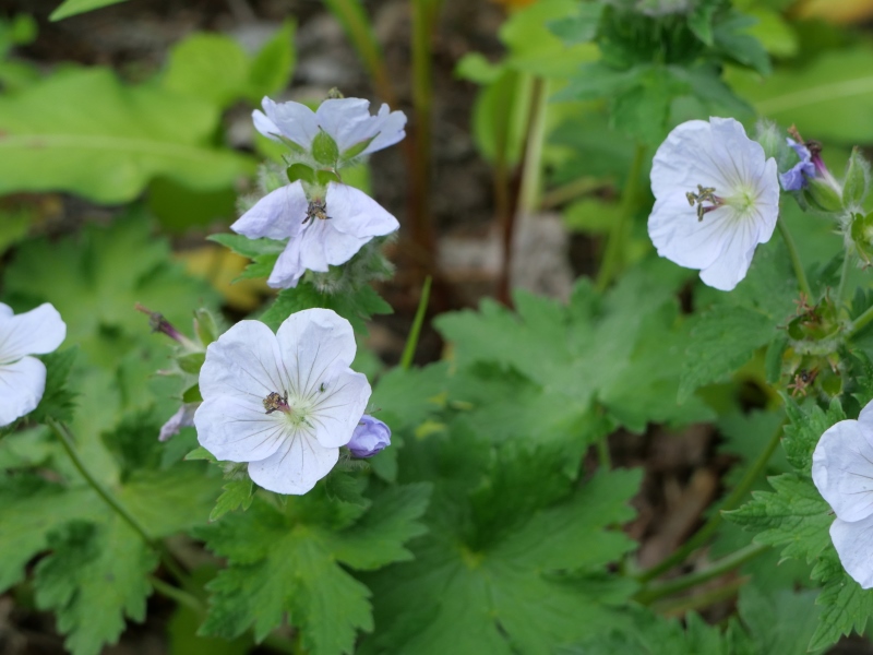 チシマフウロ(Geranium erianthum)