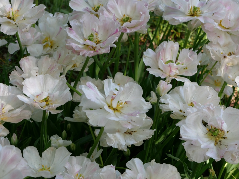 チューリップ アンジェリケ