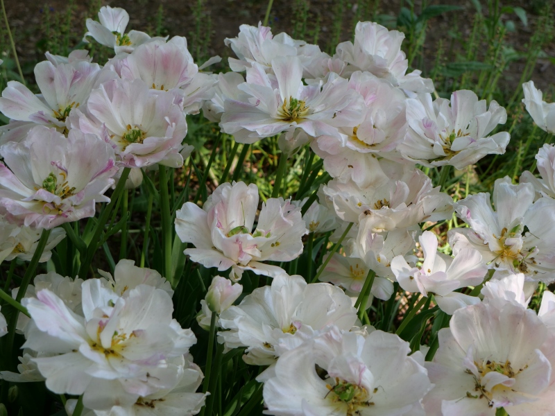 チューリップ アンジェリケ