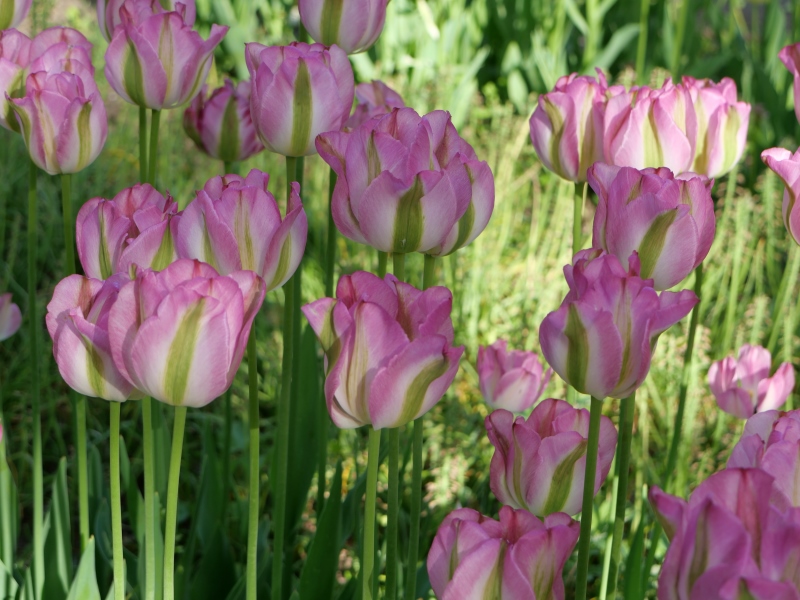 チューリップ グリーンランド