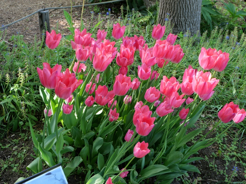 チューリップ クリスマスドリーム