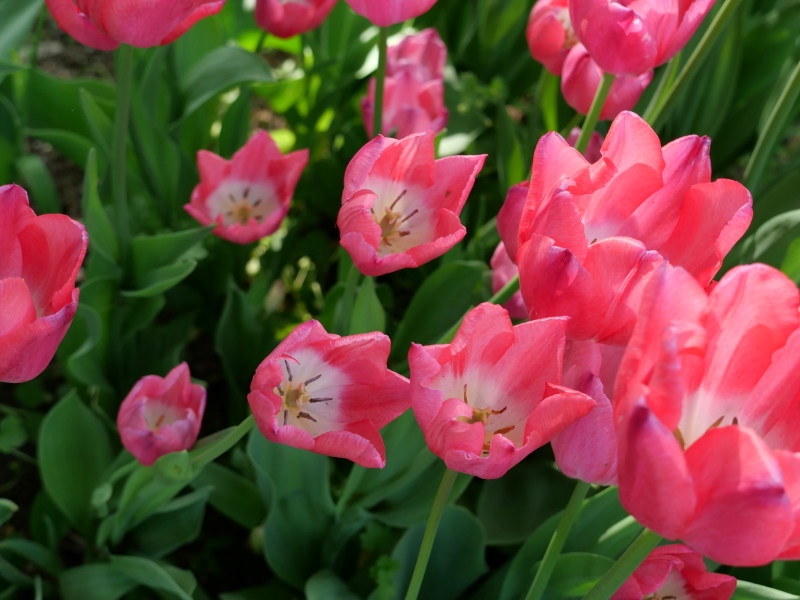 チューリップ クリスマスドリーム