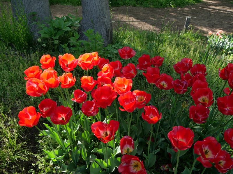 チューリップ スーパーモデル