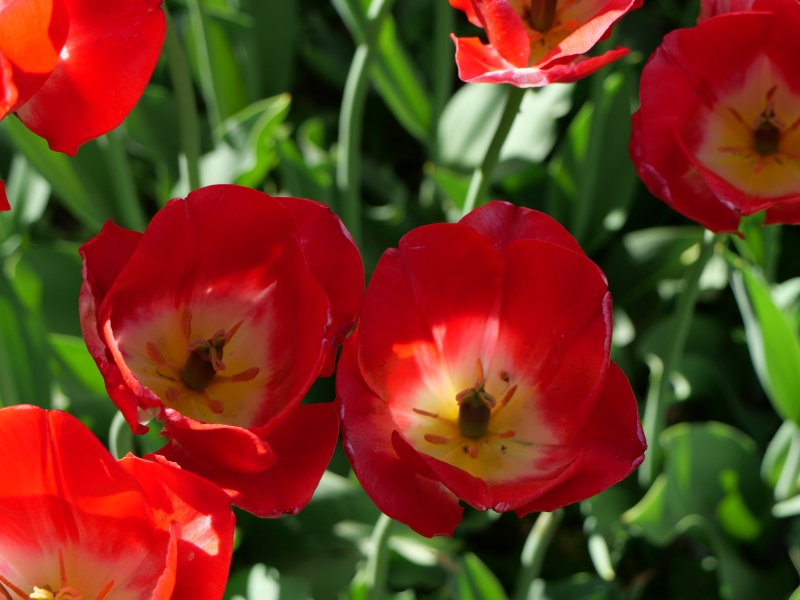 チューリップ スーパーモデル