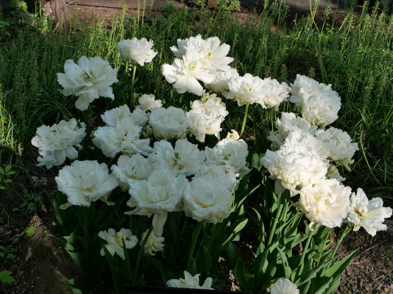 チューリップ スノークリスタル