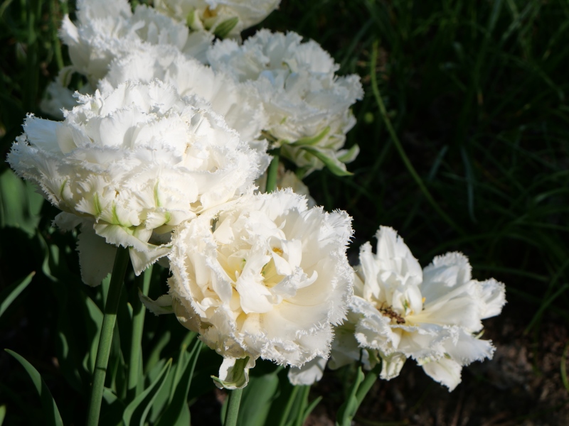 チューリップ スノークリスタル