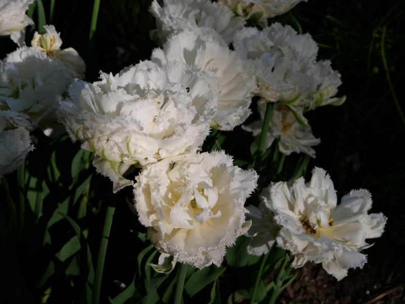 チューリップ スノークリスタル