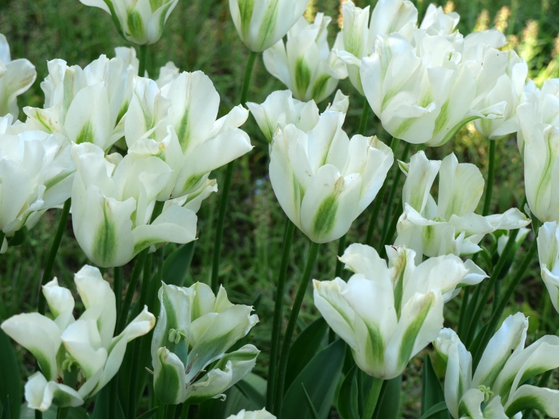 チューリップ スプリンググリーン