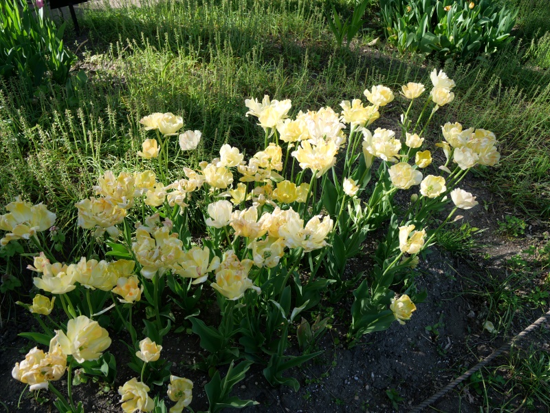 チューリップ チャーミングビューティ