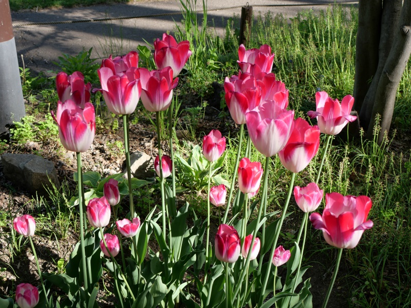 チューリップ ピンククラウド