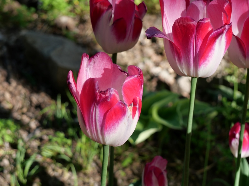 チューリップ ピンククラウド