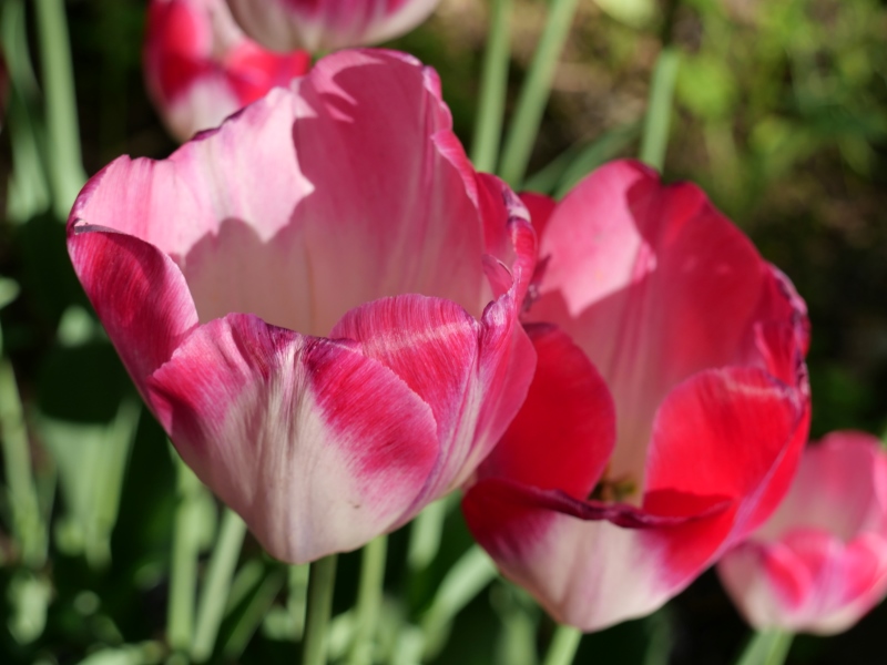 チューリップ ピンククラウド