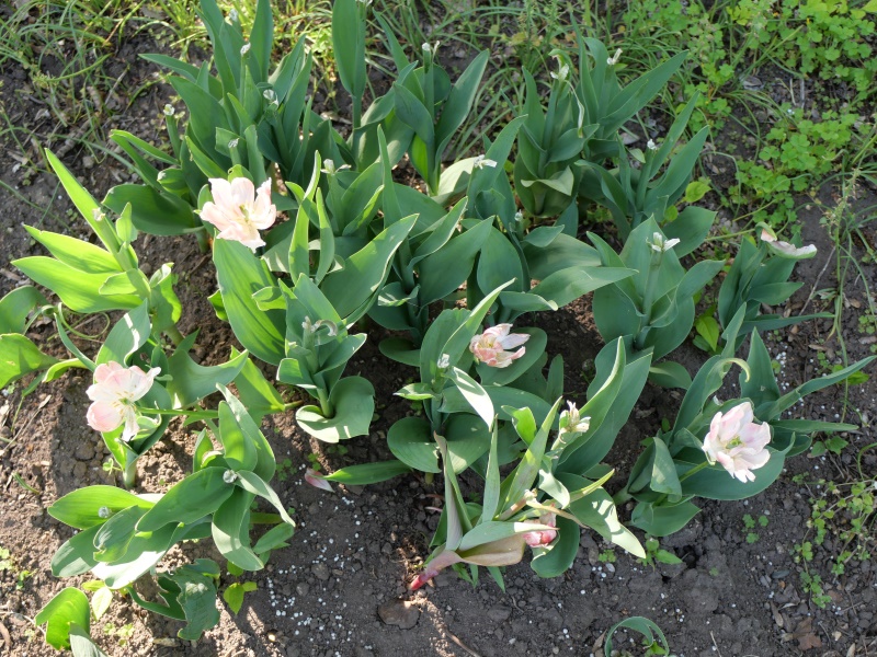 チューリップ フォクシーフォックストロット