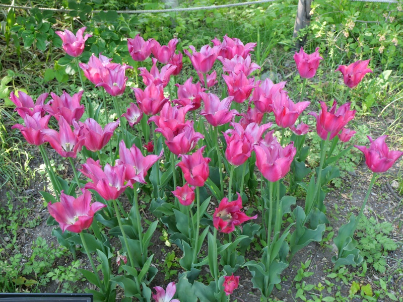 チューリップ プリティラブ