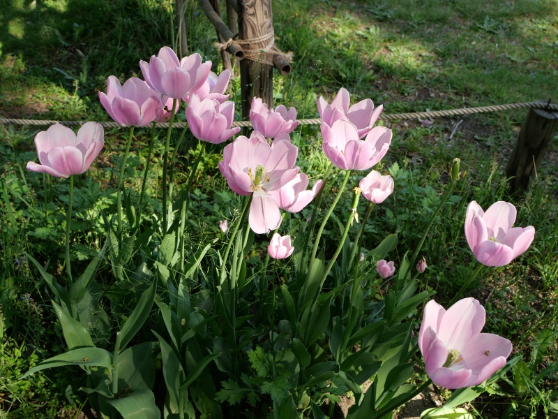 チューリップ マンゴーチャーム