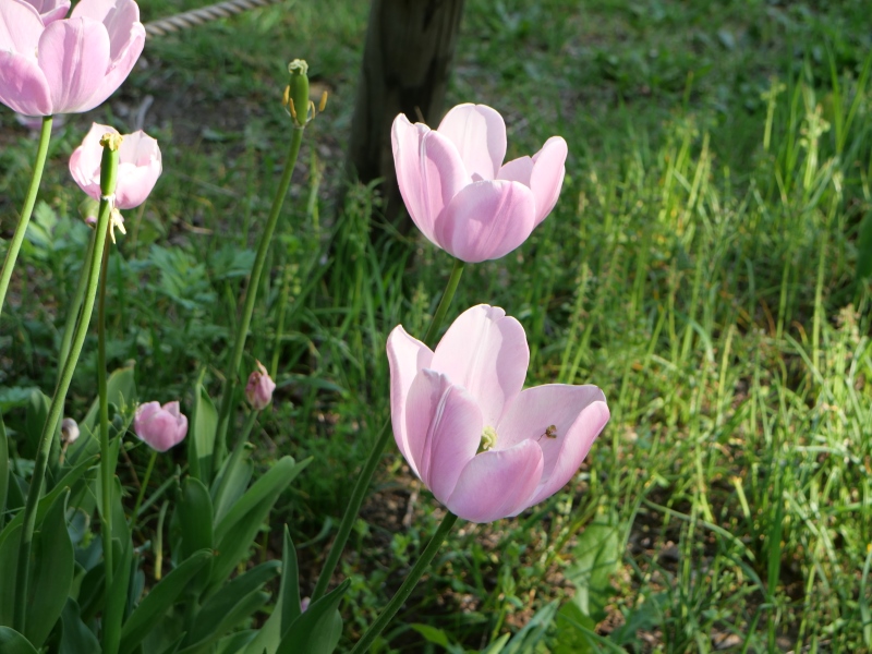 チューリップ マンゴーチャーム