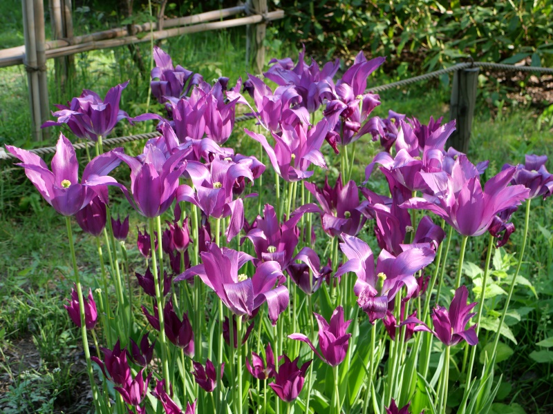 チューリップ 夢の紫