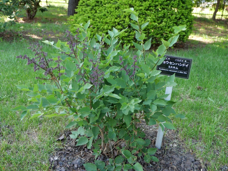 チョウセンハシドイ ‘ミスキム’(Syringa pubescens subsp. patula ‘Miss Kim’)