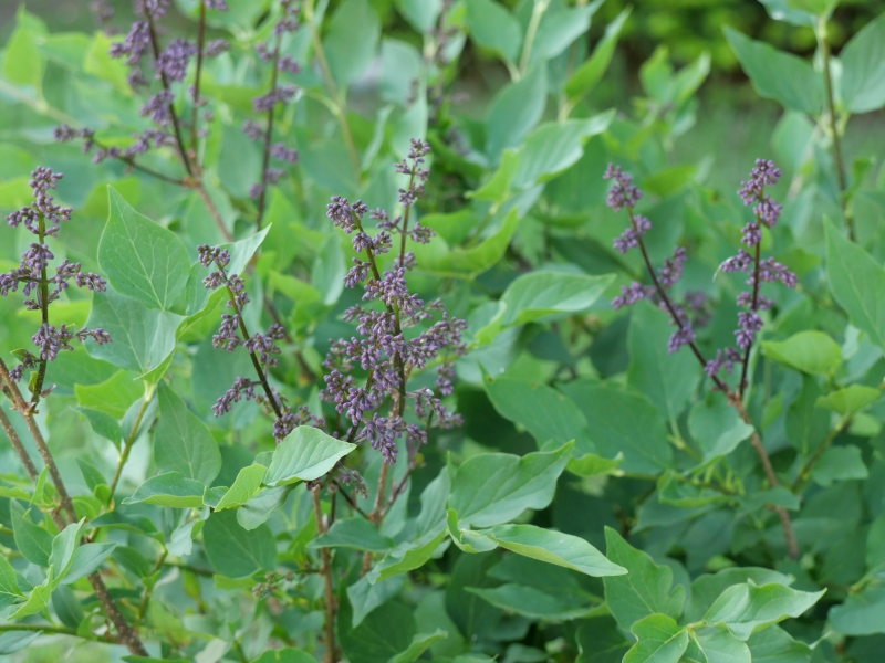 チョウセンハシドイ ‘ミスキム’(Syringa pubescens subsp. patula ‘Miss Kim’)