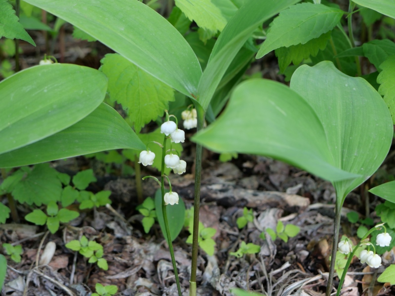 ドイツスズラン(Convallaria majalis)