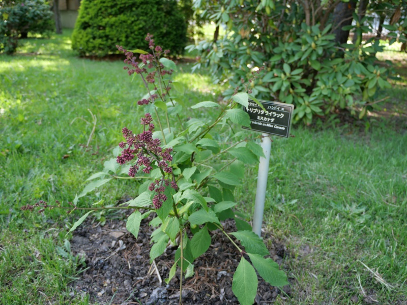 トリプリダライラック ‘ミスカナダ’(Syringa ×tribrida cv. Miss Canada)