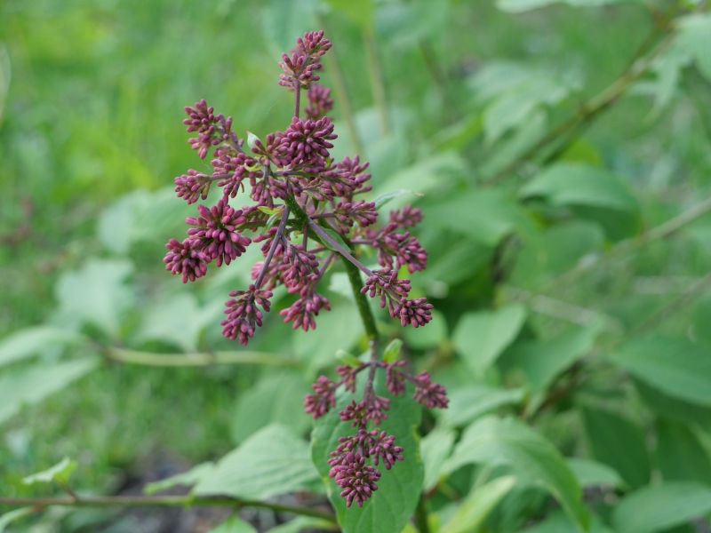 トリプリダライラック ‘ミスカナダ’(Syringa ×tribrida cv. Miss Canada)