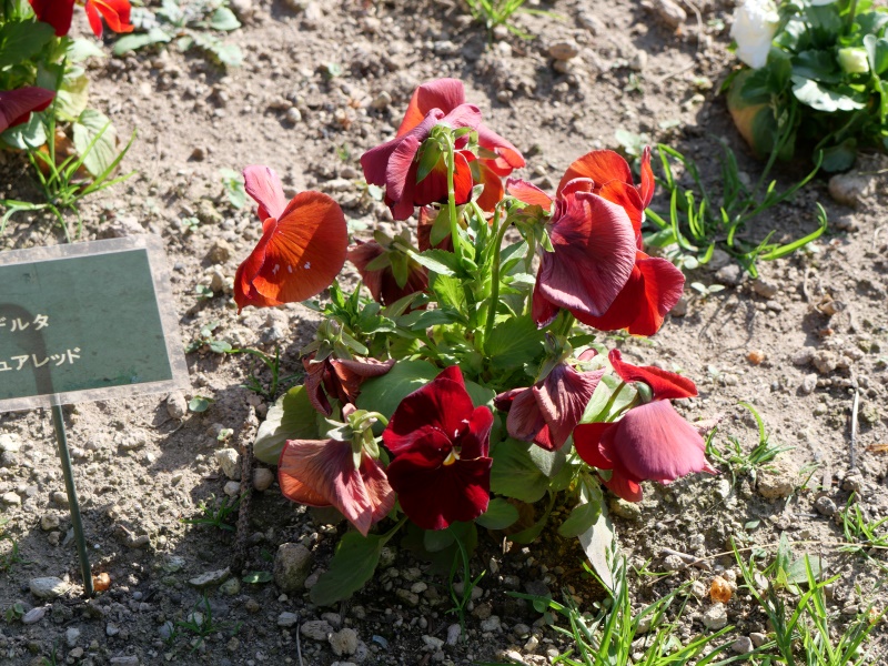 Viola パンジー デルタ ピュアレッド