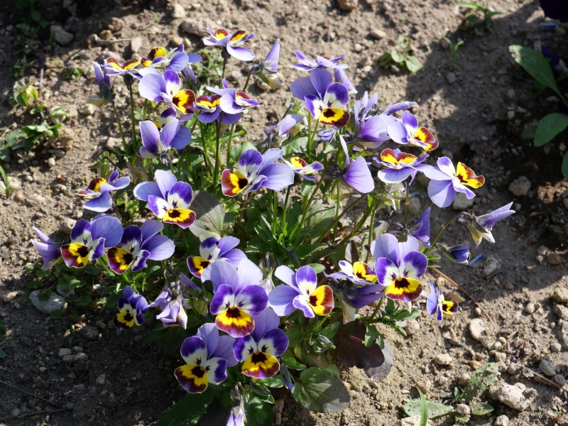 Viola ビオラ ビビ トリカラー