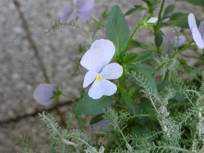 Viola ビオラ ビビ ヘブンリーブルー