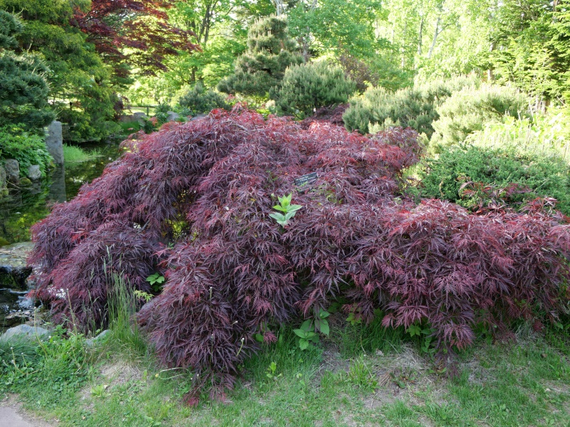 ベニシダレ(Acer palmatum cv. Dissectum atropurpureum)