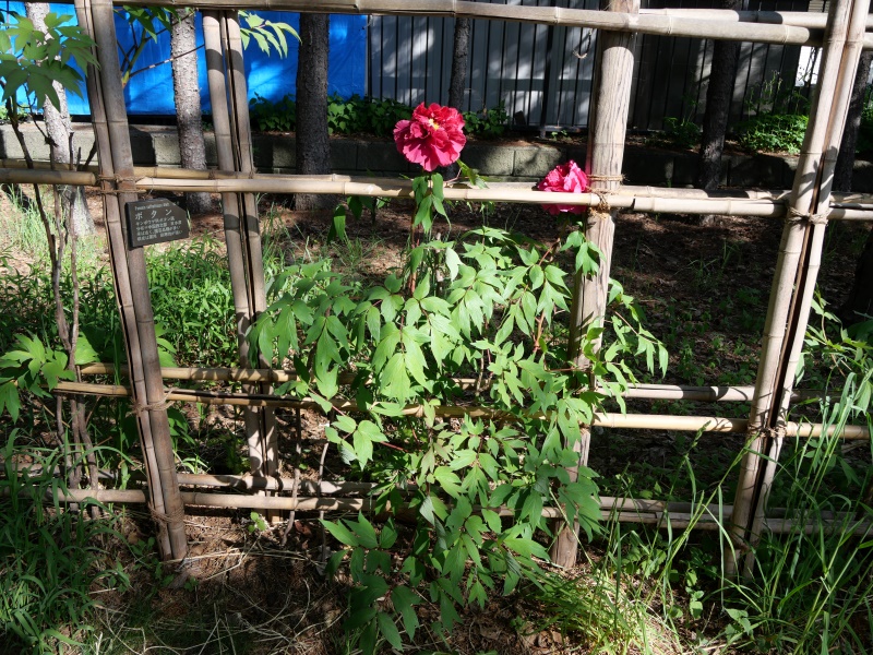 ボタン(Paeonia suffruticosa)