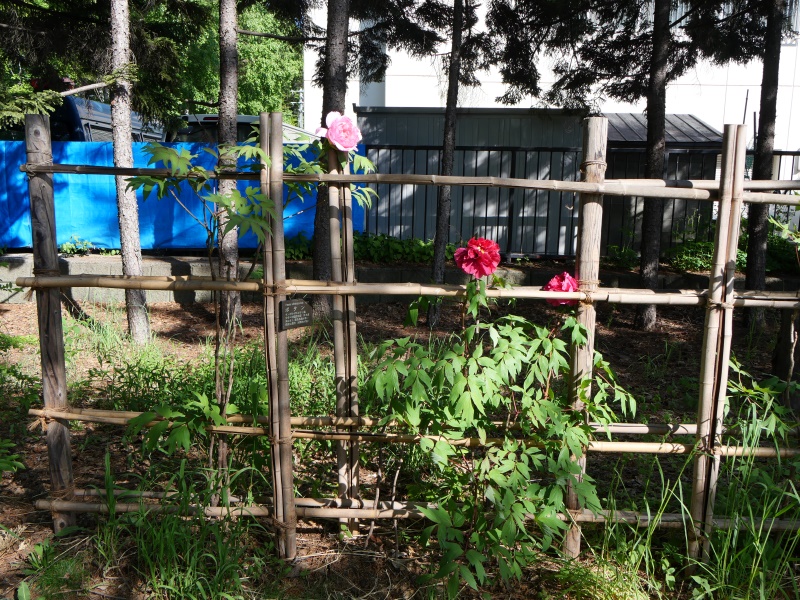 ボタン(Paeonia suffruticosa)