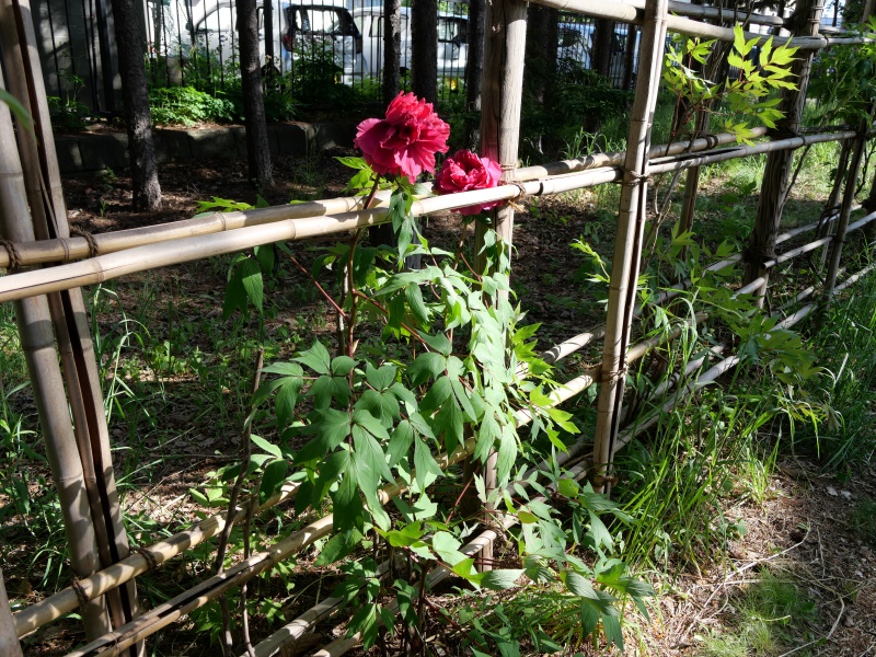 ボタン(Paeonia suffruticosa)