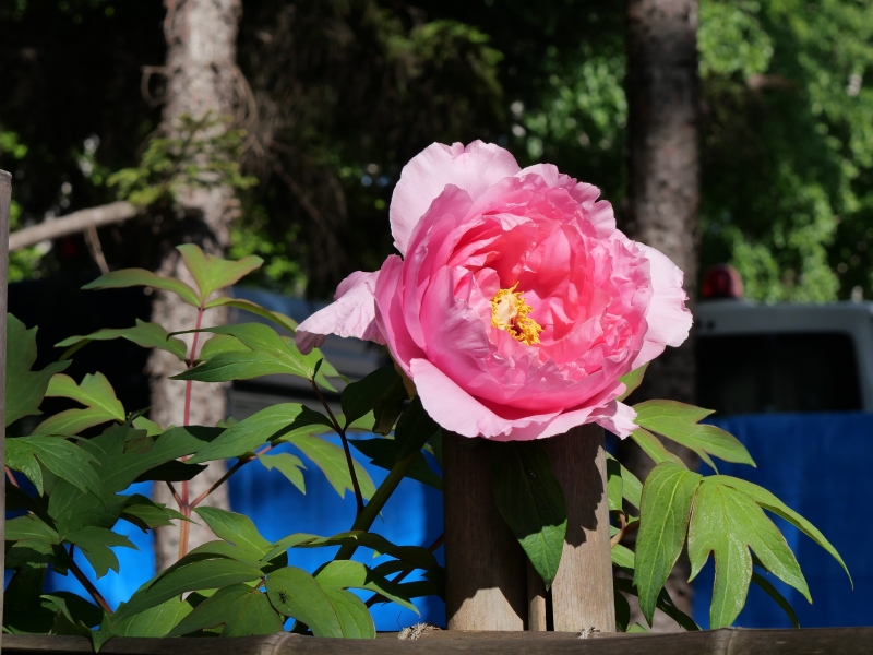 ボタン(Paeonia suffruticosa)