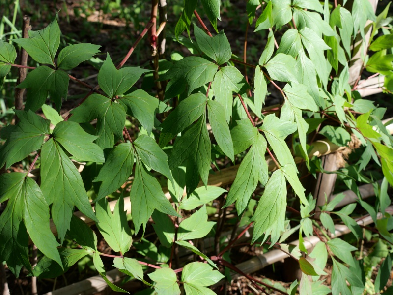 ボタン(Paeonia suffruticosa)