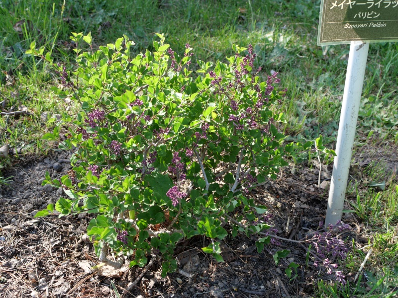 メイヤーライラック ‘パリピン’(Syringa meyeri ‘Palibin’)