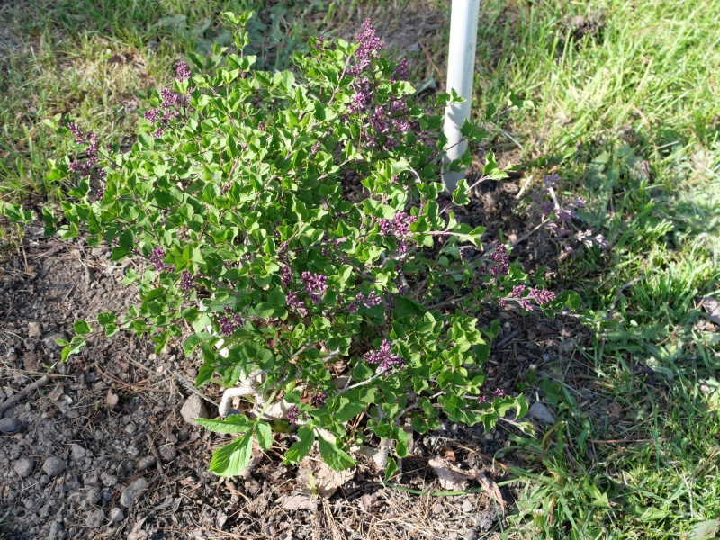 メイヤーライラック ‘パリピン’(Syringa meyeri ‘Palibin’)