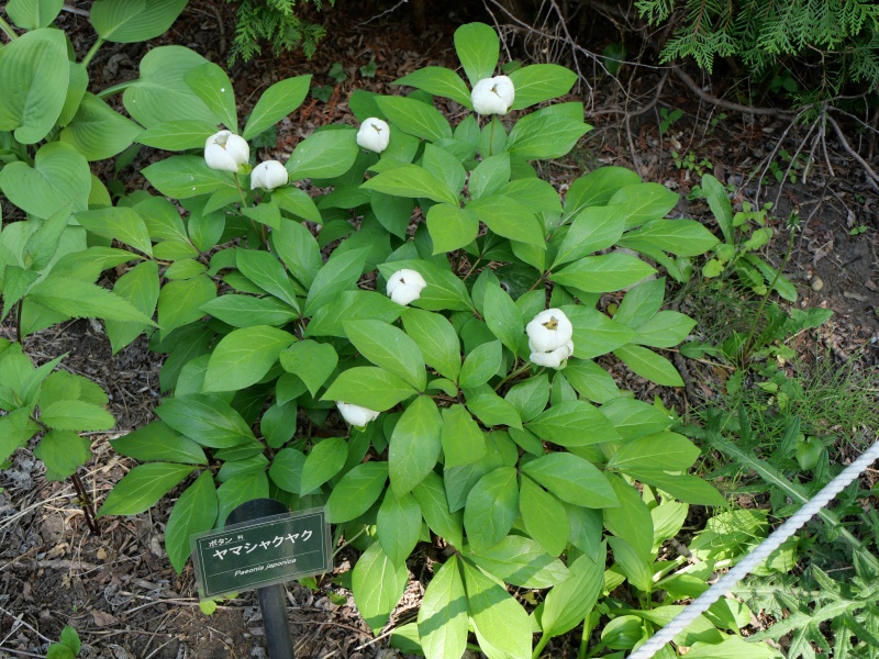 ヤマシャクヤク(Paeonia japonica)