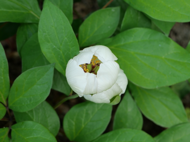 ヤマシャクヤク(Paeonia japonica)