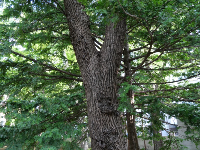 アンズ(Prunus armeniaca var. ansu)