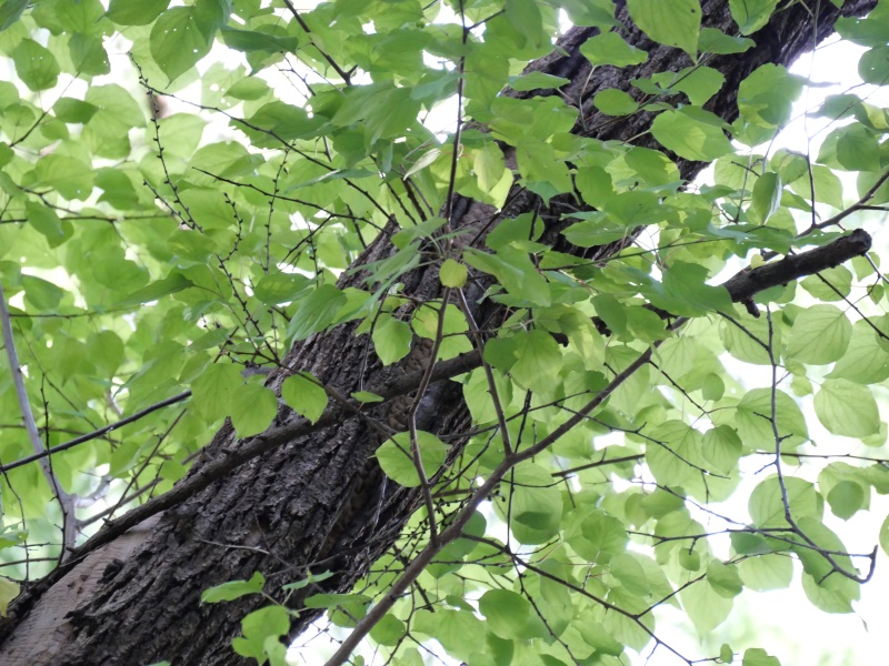 アンズ(Prunus armeniaca var. ansu)