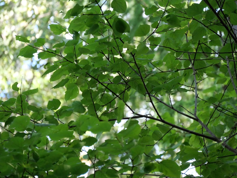アンズ(Prunus armeniaca var. ansu)