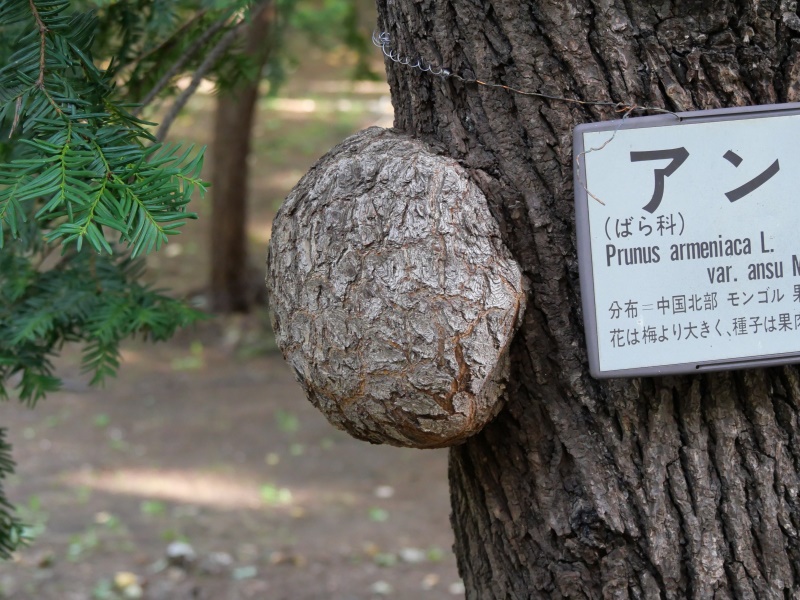 アンズ(Prunus armeniaca var. ansu)