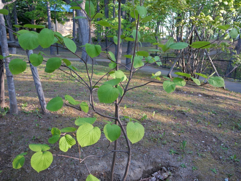 オオカメノキ(Viburnum furcatum Blume ex Hook.fil. & Thomson)