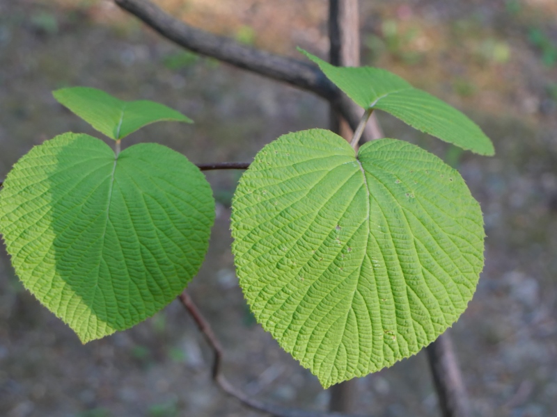 オオカメノキ(Viburnum furcatum Blume ex Hook.fil. & Thomson)