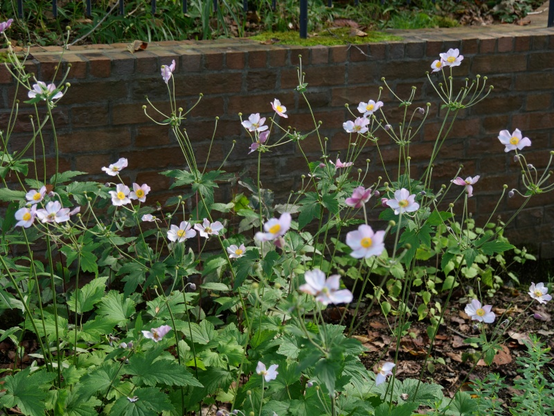 アネモネ ‘ハドスペン アバンダンス’(Eriocapitella hupehensis (Lemoine) Christenh. & Byng ‘Hadspen Abundance’)